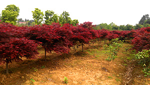 茄子视频APP在线观看园红枫