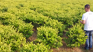 茄子视频APP在线观看园金身女贞球