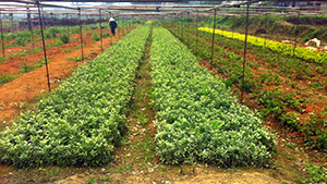 茄子视频APP在线观看园金边黄杨苗