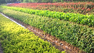 茄子视频APP在线观看园各类小苗