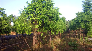 茄子视频APP在线观看园红豆杉