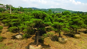 茄子视频APP在线观看园造型柏树