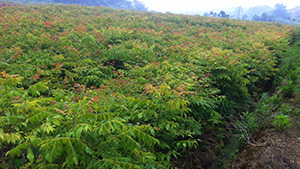 茄子视频APP在线观看园栾树