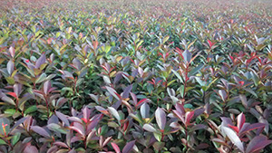 茄子视频APP在线观看山庄苗木基地红继木小苗