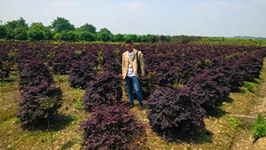 茄子视频APP在线观看山庄苗木基地红继木球