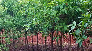 茄子视频APP在线观看山庄苗木基地杜英