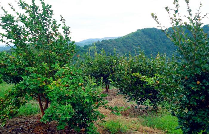 益阳市泥江口石子塘矿山生态茄子视频APP懂你更多——国家油茶林示范基地