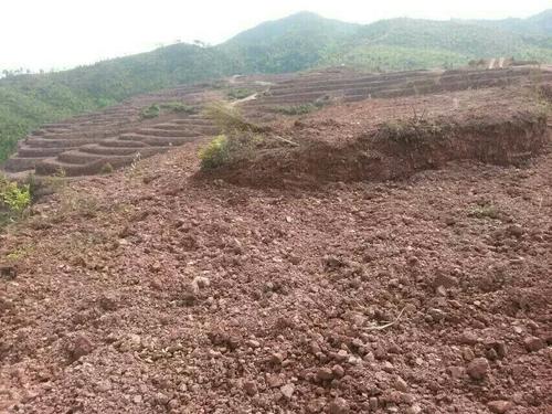 常宁万亩荒山废山生态茄子视频APP懂你更多产业化新模式——万亩油茶基地
